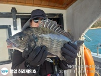풍화리선외기 감시 마리수조황