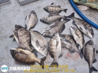 4대돔조황 ~2025.09.30 265 페이지 > 인낚ㅣ인터넷바다낚시