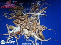 4대돔조황 ~2025.09.30 97 페이지 > 인낚ㅣ인터넷바다낚시