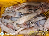 루어낚시조황+ - 먼바다 인제 좀 담아셨네요 장원 100수이상 60/50/40/30수 많이 했습니다