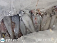 {통영호반호}한치낚시대회 철수조황임니다 ~1일부터 한치출항 !자리여유~