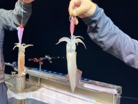 ((한사리1호))6월2일 한치철수조과 야리부터~눈물.콧물.징어까지(5일부터~우선예약중)