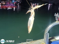 ((선비5만원)) 달달 꼬숩 금호래기 출항합니다 (토,일) 예약중