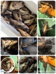 도다리~많이잡앗습니다~선상맛집!! 한상받아보세요
