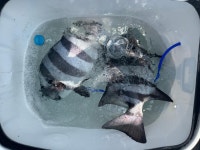 ((한사리)) 갈도는 돌돔천국46.43.42.40cm뺀찌들까지)&긴꼬리.일반돼지벵에들~(계속집중출조중)