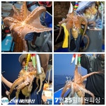 8월 6일 야간문어