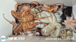 (南)남해조황 - ■돌문어 연일 기록갱신 오늘 총182수로 해그린호 최고의날!!(어제 총152수)