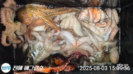 (南)남해조황 - ■돌문어 연일 기록갱신 오늘 총182수로 해그린호 최고의날!!(어제 총152수)