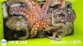 (南)남해조황 - ■돌문어 연일 기록갱신 오늘 총182수로 해그린호 최고의날!!(어제 총152수)