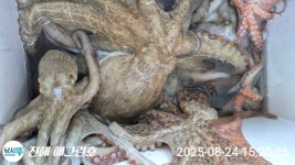 (南)남해조황 - ■오늘도 돌문어 총115수로 13일차 마리수조황 대박!!(내일예약가능)