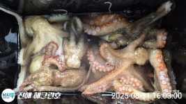 ■ 돌문어 오늘1.2K, 1.1K급등 총181수로 해그린호 기록갱신!!(내일예약가능) ■ 돌문어 오늘1.2K, 1.1K급등 총181수로 해그린호... 