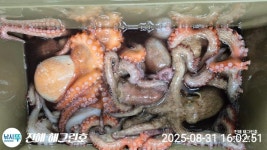 ■ 돌문어 오늘1.2K, 1.1K급등 총181수로 해그린호 기록갱신!!(내일예약가능) ■ 돌문어 오늘1.2K, 1.1K급등 총181수로 해그린호... 