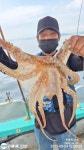 (南)남해조황 - 대물급 돌문어 1.85K, KKK급외 연이틀 세자리수이상 마리수조황 대박(총135수,101