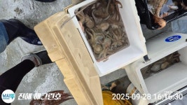 ■ 2.1K 대물급 돌문어 마리수조황 초 대박!!(총213수)