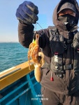 (東)동해조황 - 2화,금일왕쭈꾸미 마리수폭발....^^