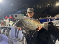 가덕새바지낚시 5짜5짜5짜5짜~4짜마릿수감성돔이틀조황