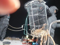 야간낙지.주간도다리 사이즈 마리수