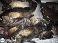 [진해도다리낚시] 통통~한 도다리의 짜릿한 손맛 보시며 즐겁게 열낚 하고 왔습니다~!