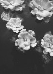 초막골 생태공원 연꽃원 - 음식/여행/사진 - 플레이어스