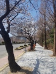 벚꽃 보러 와라 집앞 대로변 - 야구/기타스포츠 - 플레이어스