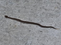 회사에서 비암 봄 ㅇㅇ - 동물 - 플레이어스