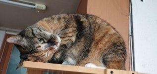 고롱이 사진은 많이 올렸으니까 이제 아옹이 - 동물 - 플레이어스