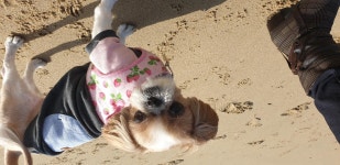 저번주 가족여행때 봉숙이 - 동물 - 플레이어스