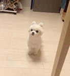 우리집 멍뭉이 - 동물 - 플레이어스