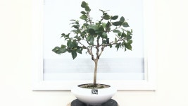 봉담읍 삼천병마로 828 꽃집, 13호 우일분재2호점 꽃집, 경기도 화성시 봉담읍 삼천병마로 828 꽃배달, 13호 우일분재2호점 꽃배달 - 우일분재원2... 