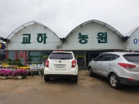 경기도파주시 꽃배달 · 꽃집 - 파주교하농원 | 플라워119꽃배달서비스 경기도파주시 꽃배달 - 파주교하농원
