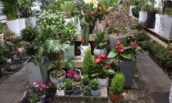 78-4케이앤플라워(연수동) 꽃집, 충청북도 충주시 금곡서1길 33-1 꽃배달, 충주시 칠지7길 78-4케이앤플라워(연수동) 꽃배달 - 케이앤플라워... 