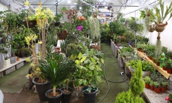 안중읍 안현로서9길 155 꽃집, 안중읍 안중리 299-8 꽃집, 경기도 평택시 안중읍 안현로서9길 155 꽃배달, 안중읍 안중리 299-8 꽃배달 - 식물나라... 