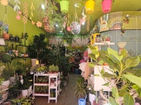 춘천시 후만로 63-1 꽃집, 1층(후평동) 꽃집, 강원특별자치도 춘천시 후만로 63-1 꽃배달, 1층(후평동) 꽃배달 - 후평꽃직매장... 