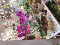 대전광역시서구 꽃배달, 대전광역시서구 꽃집, 대전광역시 서구 둔산북로 22 꽃집, 둔산라이프상가 104호(둔산동) 꽃집, 대전광역시 서구... 