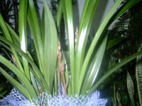 전라북도익산시 꽃배달, 전라북도익산시 꽃집, 전라북도 익산시 선화로13길 63 꽃집, (모현동1가) 꽃집, 전라북도 익산시 선화로13길 63 꽃배달... 