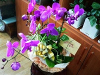 춘천시 서부대성로 247 꽃배달, (효자동) 꽃배달 - 춘천아름다운꽃세상 플라워119꽃배달서비스 - 생일, 개업, 축하, 근조 꽃배달 전문 카테고리... 