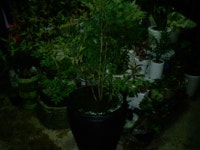 전라북도익산시 꽃배달, 전라북도익산시 꽃집, 전라북도 익산시 선화로13길 63 꽃집, (모현동1가) 꽃집, 전라북도 익산시 선화로13길 63 꽃배달... 