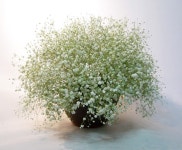 부산광역시남구 꽃배달, 부산광역시남구 꽃집, 부산광역시 남구 지게골로 67 꽃집, (문현동) 꽃집, 부산광역시 남구 지게골로 67 꽃배달, (문현동)... 