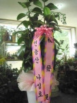 전라북도익산시 꽃배달, 전라북도익산시 꽃집, 전라북도 익산시 선화로13길 63 꽃집, (모현동1가) 꽃집, 전라북도 익산시 선화로13길 63 꽃배달... 