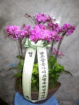 서울특별시노원구 꽃배달, 서울특별시노원구 꽃집, 서울특별시 노원구 중계로8길 20 꽃집, (중계동, 중계현대6차아파트) 102동 904호 꽃집... 