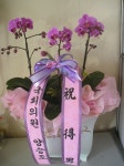 충청남도홍성군 꽃배달, 충청남도홍성군 꽃집, 충청남도 홍성군 홍성읍 월산로50번길 25 꽃집, 103호(청운빌딩) 꽃집, 충청남도 홍성군 홍성읍... 