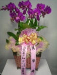 대구광역시달서구 꽃배달, 대구광역시달서구 꽃집, 대구광역시 달서구 월곡로94길 39 꽃집, (월성동) 꽃집, 대구광역시 달서구 월곡로94길 39... 