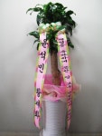 전라북도고창군 꽃배달, 전라북도고창군 꽃집, 전라북도 고창군 고창읍 중거리당산로 84 꽃집, 꽃집, 전라북도 고창군 고창읍 중거리당산로 84... 