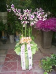 꽃집, (월성동) 꽃집, 대구광역시 달서구 월곡로94길 39 꽃배달, (월성동) 꽃배달 - 대구한국플라워 플라워119꽃배달서비스 - 생일, 개업, 축하... 