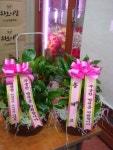 전라남도여수시 꽃배달, 전라남도여수시 꽃집, 전라남도 여수시 도원로 171-1 꽃집, (선원동) 꽃집, 전라남도 여수시 도원로 171-1 꽃배달... 