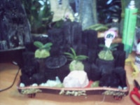 충청남도보령시 꽃배달, 충청남도보령시 꽃집, 충청남도 보령시 신평로 35 꽃집, (동대동) 꽃집, 충청남도 보령시 신평로 35 꽃배달, (동대동)... 