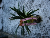 전라북도무주군 꽃배달, 전라북도무주군 꽃집, 전라북도 무주군 무주읍 주계로 94 꽃집, 꽃집, 전라북도 무주군 무주읍 주계로 94 꽃배달, 꽃배달... 