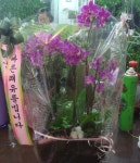 전라북도익산시 꽃배달, 전라북도익산시 꽃집, 전라북도 익산시 선화로13길 63 꽃집, (모현동1가) 꽃집, 전라북도 익산시 선화로13길 63 꽃배달... 