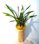 부산광역시남구 꽃배달, 부산광역시남구 꽃집, 부산광역시 남구 지게골로 67 꽃집, (문현동) 꽃집, 부산광역시 남구 지게골로 67 꽃배달, (문현동)... 