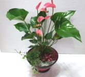 대구광역시서구 꽃배달, 대구광역시서구 꽃집, 대구광역시 서구 평리로 277 꽃집, (평리동) 꽃집, 대구광역시 서구 평리로 277 꽃배달, (평리동)... 